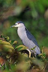 Black-crowned Night Heron
